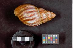 Foto (Frontalansicht) von Ausreckmesser (Streichmesser) (NHMW-ZOO-MO-0081100-ETH-135)